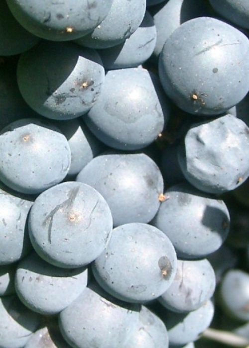 09040156 Sulmer Beeren 4